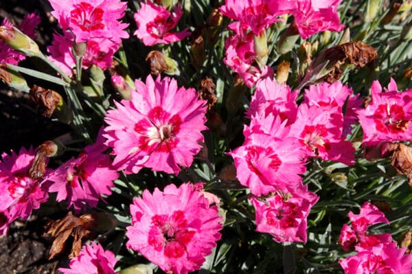 'Paint The Town Fancy' Pinks