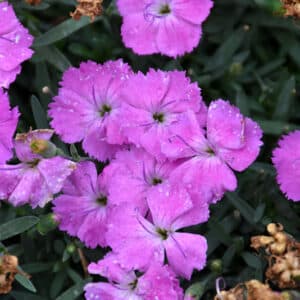 'Paint The Town Fuchsia' Dianthus