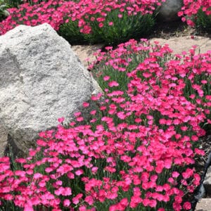 'Paint The Town Magenta' Dianthus