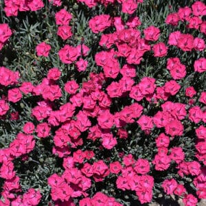 'Paint The Town Red' Dianthus