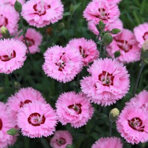 Pop Star Maiden Pinks