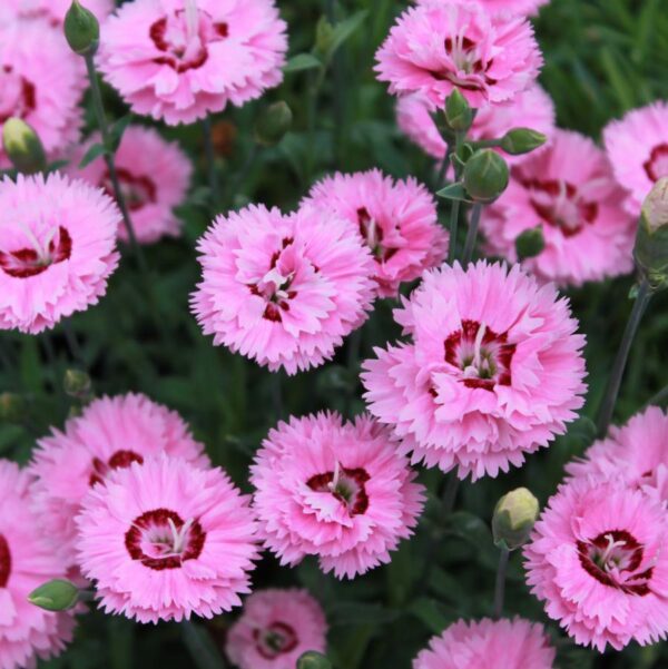 Pop Star Maiden Pinks