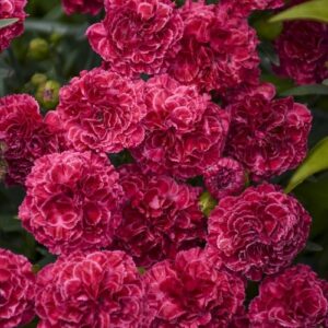 'Raspberry Ruffles' Dianthus