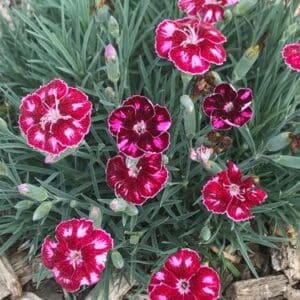 'Ruby Glitter' Pinks