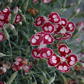 'Spangled Star' Pinks #1