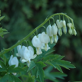 White Bleeding Heart
