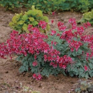 'Fire Island' Bleeding Heart 1