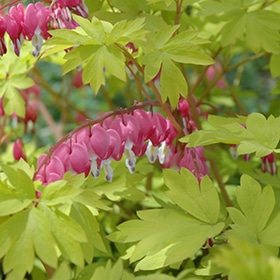Gold Heart' Bleeding Heart