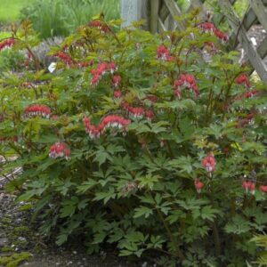 'Hordival' Valentine Bleeding Heart