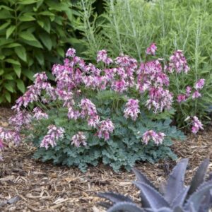 'Pink Diamonds' Bleeding Heart