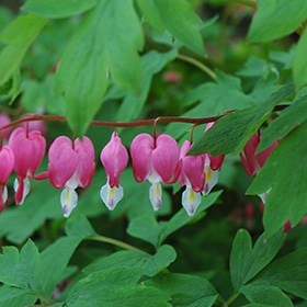 Old Fashioned Bleeding Heart