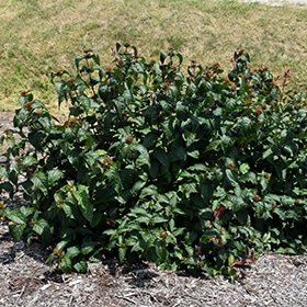 Honeysuckle, 'Kodiak Black'