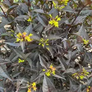 Honeysuckle, 'Kodiak Jet Black'