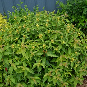 Honeysuckle, 'Kodiak Orange'