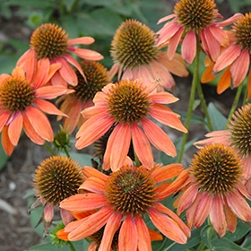 Adobe Orange Coneflower