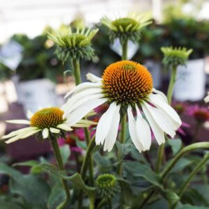 White Coneflower