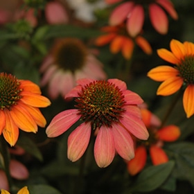 Cheyenne Spirit Coneflower