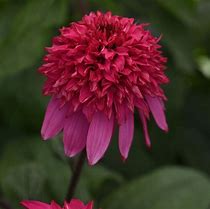 'Double Scoop Watermelon Deluxe' Coneflower