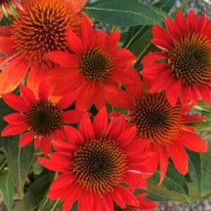 'Fiesta Orange' Coneflower