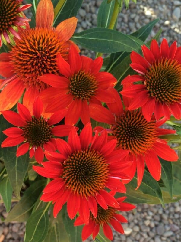 'Fiesta Orange' Coneflower