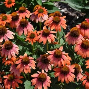 Hot Coral Coneflower