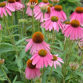 'Kim's Knee High' Purple Coneflower #1