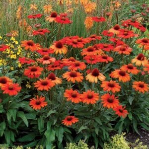 'Kismet Intense Orange' Coneflower