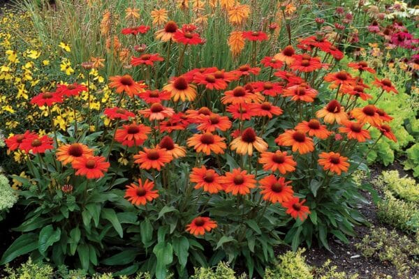 'Kismet Intense Orange' Coneflower