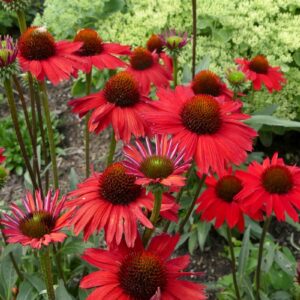 'Kismet Red' Coneflower