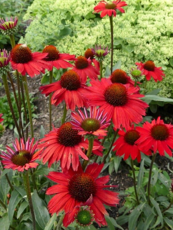 'Kismet Red' Coneflower