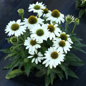 'Kismet White' Coneflower