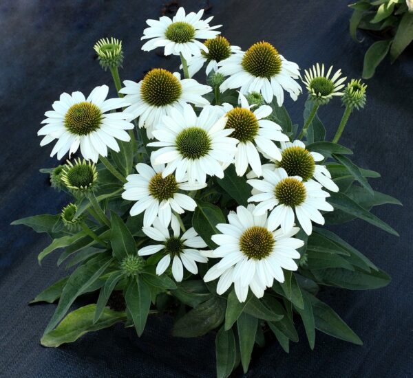 'Kismet White' Coneflower