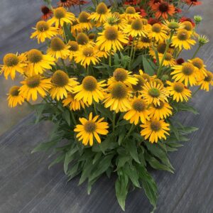 'Kismet Yellow' Coneflower