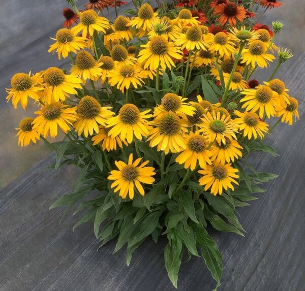 'Kismet Yellow' Coneflower