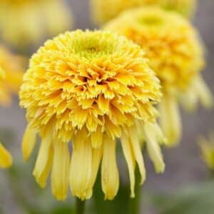 'Lemon Drop' Coneflower