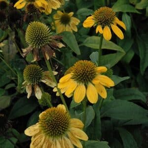 'Lemon Yellow' Coneflower