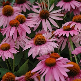 'Magnus' Coneflower #1