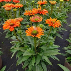 'Mineola' Coneflower