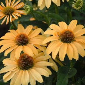 'One In A Melon' Coneflower