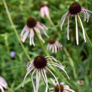 Pale Purple Coneflower #1