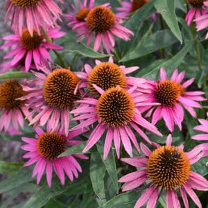 'Pica Bella' Coneflower'