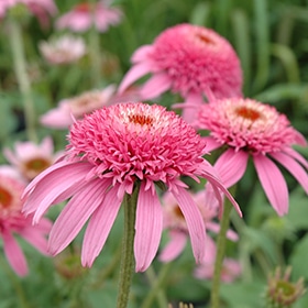 'Pink Double Delight' Coneflower