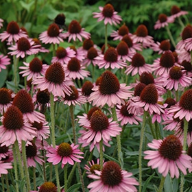 Pixie Meadowbrite Coneflower #1
