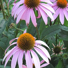 Purple Coneflower