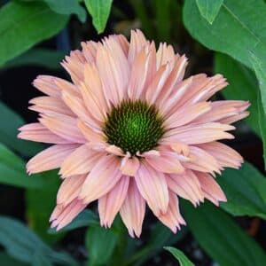 'Rainbow' Coneflower