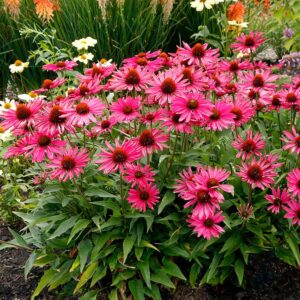 'Kismet Raspberry' Coneflower  #1