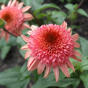 Raspberry Truffle Coneflower
