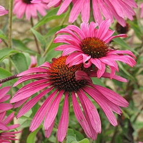 'Ruby Star' Coneflower