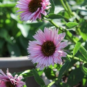 'Salmon' Coneflower