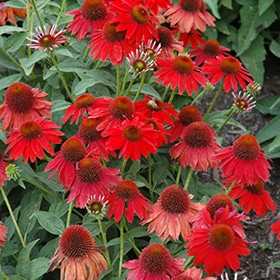 Salsa Red Coneflower